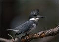 _1SB0062 belted kingfisher